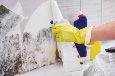 Housekeepers Hand With Glove Cleaning Mold From Wall With Sponge And Spray Bottle clipart