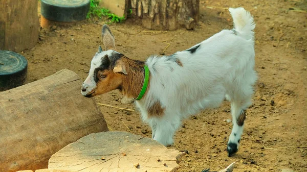 White Goat Village Autumn Day — Stock Photo, Image