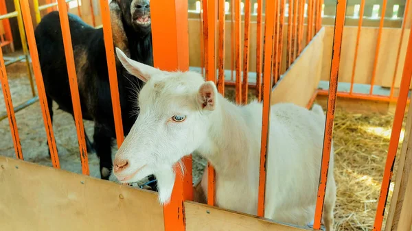 White Goat Village Autumn Day — Stock Photo, Image