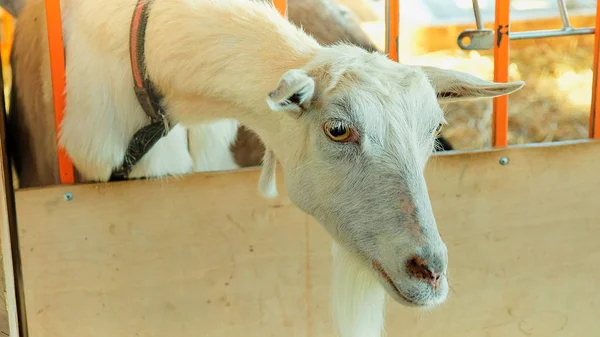 White Goat Village Autumn Day — Stock Photo, Image