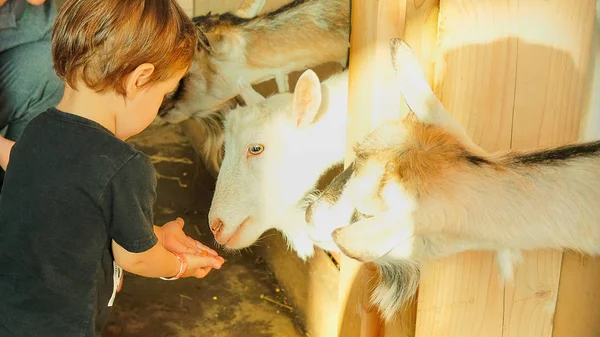 Vacances Campagne Petit Garçon Nourrit Une Chèvre — Photo