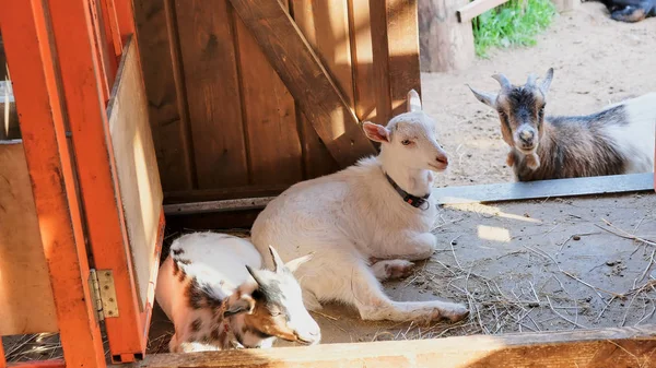 Белая коза в деревне в осенний день — стоковое фото