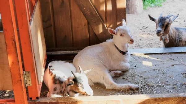 White goat in village in autumn day — Stock Photo, Image