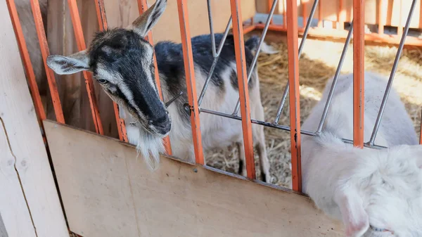 White goat in village in autumn day — Stock Photo, Image