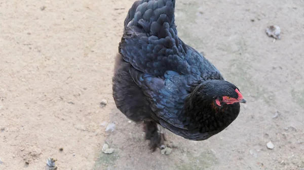 Uma foto de uma galinha preta livre em pé em um campo de fazenda . — Fotografia de Stock