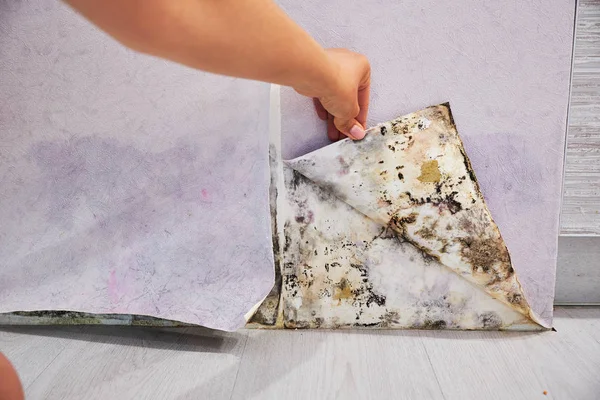 Eski bir evin köşesinde siyah küf birikmiş. Duvar kağıdı altında küf gelişimi