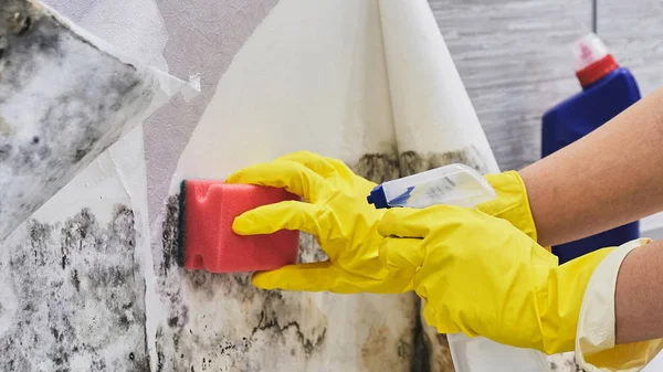 Huishoudsters Hand met handschoen schoonmaken schimmel van muur met spons en sproeiflacon — Stockfoto