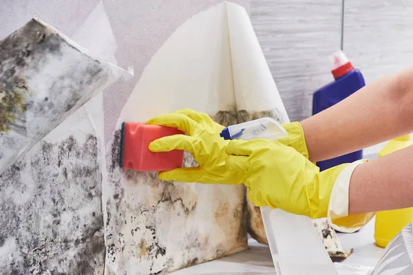 Mano de ama de llaves con guante que limpia el molde de la pared con la esponja y la botella del aerosol —  Fotos de Stock