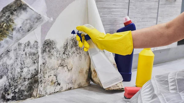 Mano de ama de llaves con guante que limpia el molde de la pared con la esponja y la botella del aerosol — Foto de Stock