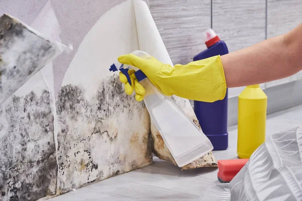 Mano de ama de llaves con guante que limpia el molde de la pared con la esponja y la botella del aerosol — Foto de Stock