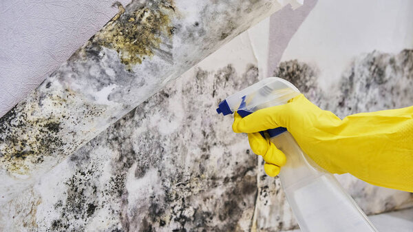 Housekeepers Hand With Glove Cleaning Mold From Wall With Sponge And Spray Bottle