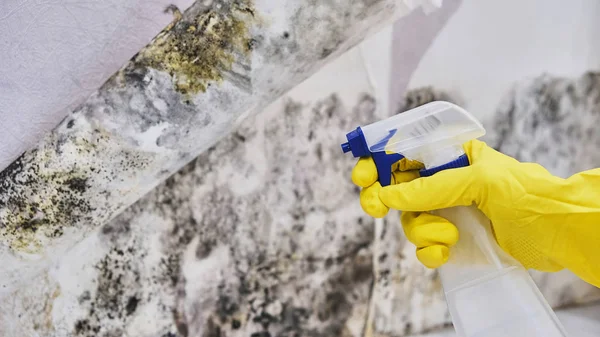 Housekeepers mão com luva mofo de limpeza da parede com esponja e spray garrafa — Fotografia de Stock