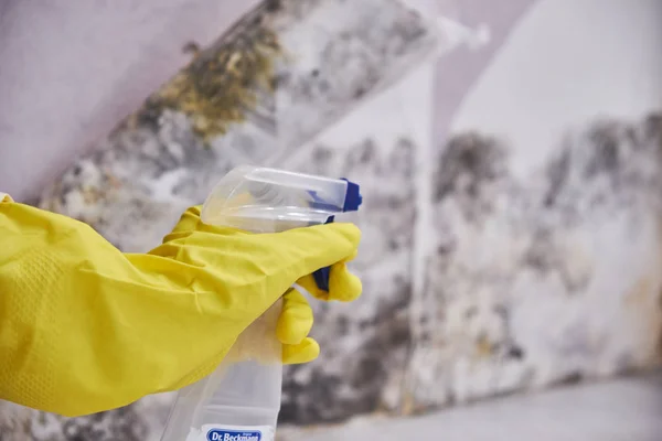 Housekeepers mão com luva mofo de limpeza da parede com esponja e spray garrafa — Fotografia de Stock