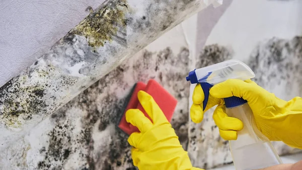 Ruka hospodyně s rukavice čištění plísně ze zdi s houbou a láhev s rozprašovačem — Stock fotografie