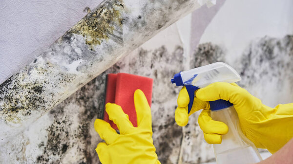 Housekeepers Hand With Glove Cleaning Mold From Wall With Sponge And Spray Bottle