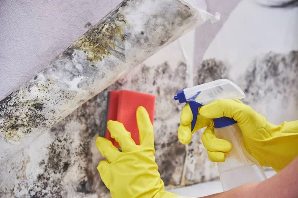 Huishoudsters Hand met handschoen schoonmaken schimmel van muur met spons en sproeiflacon — Stockfoto