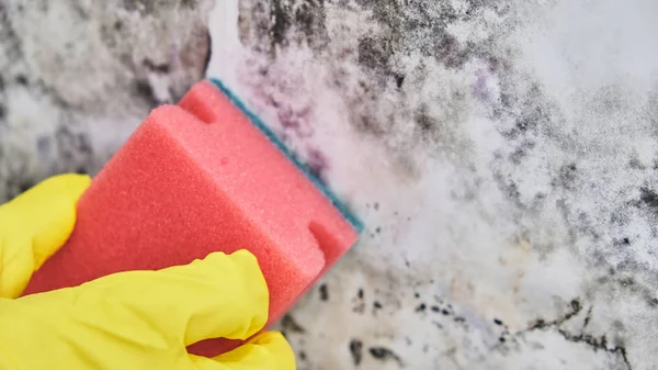 Mano de ama de llaves con guante que limpia el molde de la pared con la esponja y la botella del aerosol — Foto de Stock