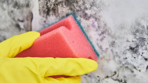 Mano de ama de llaves con guante que limpia el molde de la pared con la esponja y la botella del aerosol —  Fotos de Stock