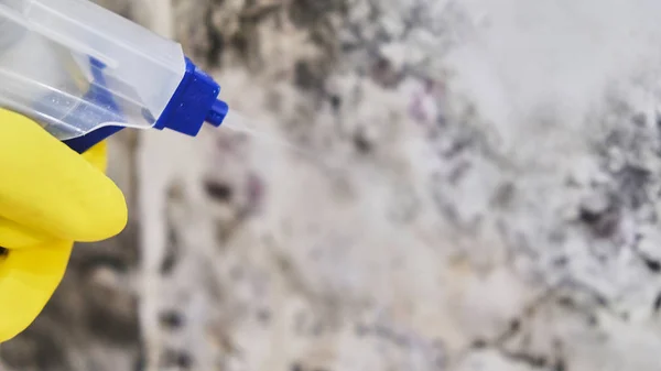 Házvezető kezét kesztyű, takarítás a penész a fal Spray palackot és szivacs — Stock Fotó
