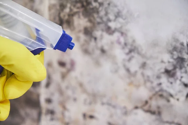 Házvezető kezét kesztyű, takarítás a penész a fal Spray palackot és szivacs — Stock Fotó
