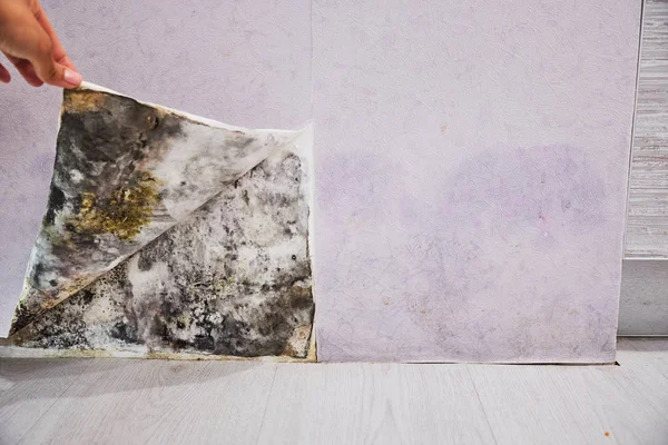 Black mold buildup in the corner of an old house. development of mildew under the Wallpaper — Stock Image Black mold buildup in the corner of an old house. development of mildew under the Wallpaper Stock Image
