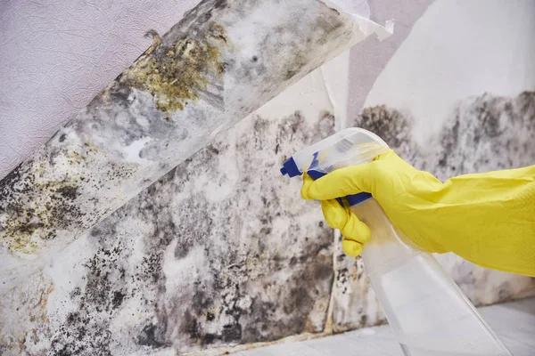 Housekeepers Hand With Glove Cleaning Mold From Wall With Sponge And Spray Bottle — Stock Image Housekeepers Hand With Glove Cleaning Mold From Wall With Sponge And Spray Bottle Stock Picture