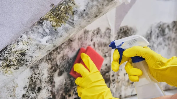 Housekeepers Hand With Glove Cleaning Mold From Wall With Sponge And Spray Bottle — Stock Image Housekeepers Hand With Glove Cleaning Mold From Wall With Sponge And Spray Bottle Stock Photo