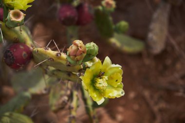 Çiçek açan dikenli armut kaktüs. Keskin iğneler arasında sarı narin çiçekler.