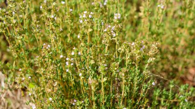 Bitki bahçesinde kekik yetişiyor.