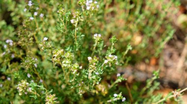 Bitki bahçesinde kekik yetişiyor.