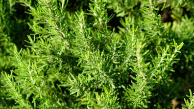 çiçek açması biberiye bitki ot Bahçe, seçilen odak, dar alan derinliği içinde