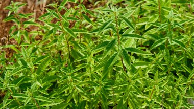 Limon verbena bitkinin çiçekleri harika bir limon aroması var. Yaprakları çay yaprakları yapmak için kurutulabilir.