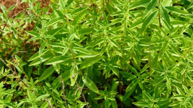 Limon verbena bitkinin çiçekleri harika bir limon aroması var. Yaprakları çay yaprakları yapmak için kurutulabilir.