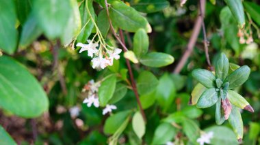 Kalın yeşil yaprakları ve beyaz ve sarı çiçekler ile wispy hanımeli arka plan.