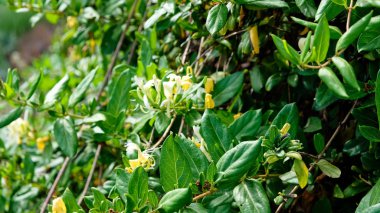 Kalın yeşil yaprakları ve beyaz ve sarı çiçekler ile wispy hanımeli arka plan.