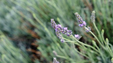 Lavanta alan güneş ışığı altında.