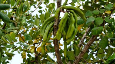 doğa detay - güzel keçiboynuzu doğal tatlandırıcı ağaç makro - yaprakları ile güneşli bir günde çiçek büyüyen