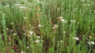 Yazın doğa, çayırda yabani çiçekler. Achillea Millefolium, Beyaz Yarrow, Ortak Yarrow