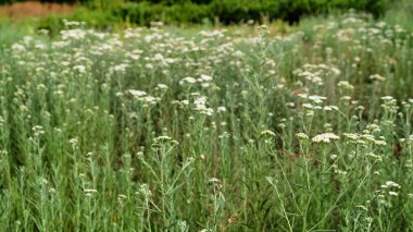 Yazın doğa, çayırda yabani çiçekler. Achillea Millefolium, Beyaz Yarrow, Ortak Yarrow