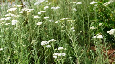 Yazın doğa, çayırda yabani çiçekler. Achillea Millefolium, Beyaz Yarrow, Ortak Yarrow