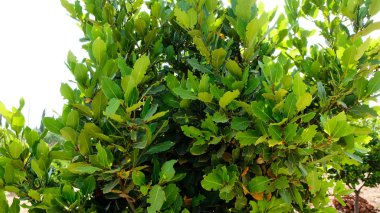 Laurel çalı veya defne ağacının. Arka planda mavi gökyüzü.