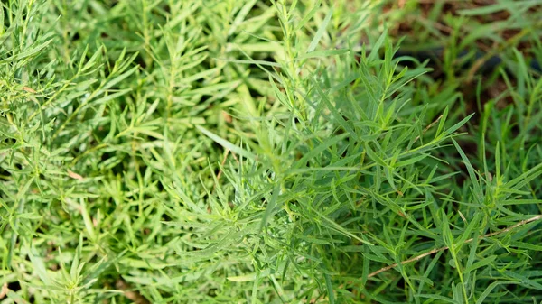 Fresh tarragon in a herb garden.