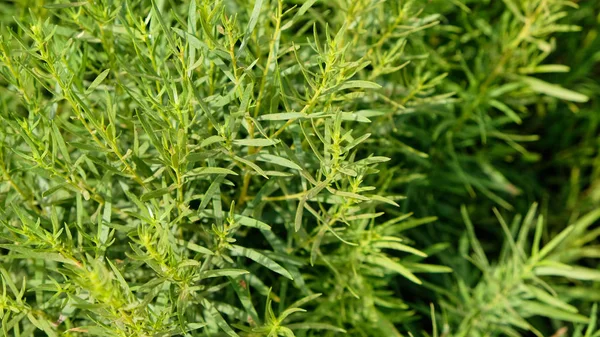 Fresh tarragon in a herb garden.