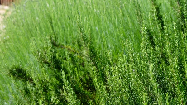 Piante Rosmarino Fiore Nel Giardino Delle Erbe Messa Fuoco Selezionata — Foto Stock