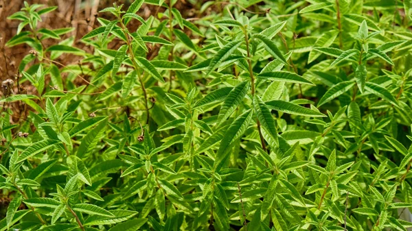 Blossoms of the lemon verbena plant have a wonderful lemon aroma. Its leaves can be dried to make tea leaves.