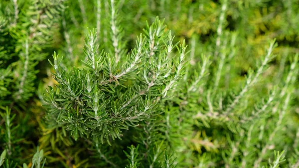 Bloeiende Planten Van Rozemarijn Kruidentuin Geselecteerde Prioriteiten Smalle Scherptediepte — Stockfoto