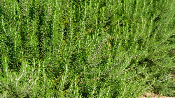 一朵朵迷迭香植物中的药草园 选定的重点 窄景深 — 图库照片