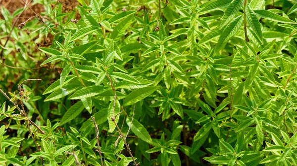 Fiori Della Pianta Verbena Limone Hanno Meraviglioso Aroma Limone Sue — Foto Stock