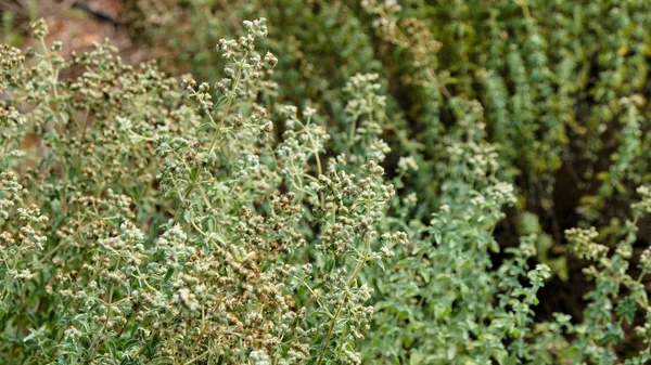 Čerstvé Oregano Zahradě — Stock fotografie