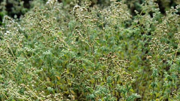 菜园里新鲜的Oregano — 图库照片